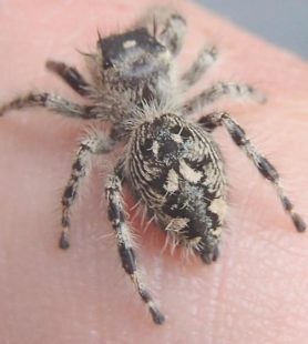 Picture of Phidippus otiosus (Canopy Jumping Spider) - Female - Dorsal