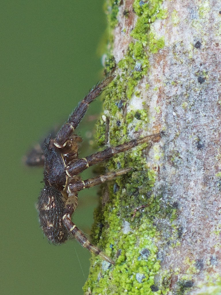 Picture of Bassaniana utahensis (Utah Crab Spider) - Lateral