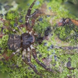 Featured spider picture of Bassaniana utahensis (Utah Crab Spider)