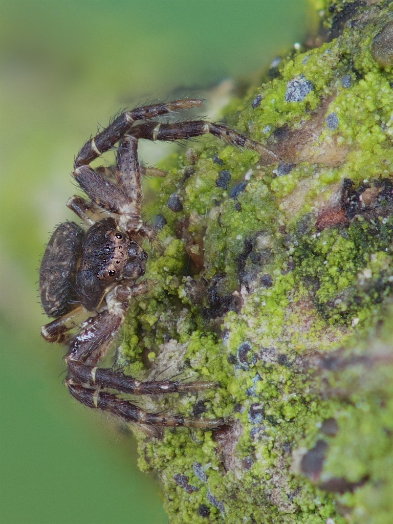 Picture of Bassaniana utahensis (Utah Crab Spider) - Eyes