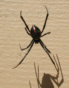 Picture of Latrodectus hesperus (Western Black Widow) - Dorsal