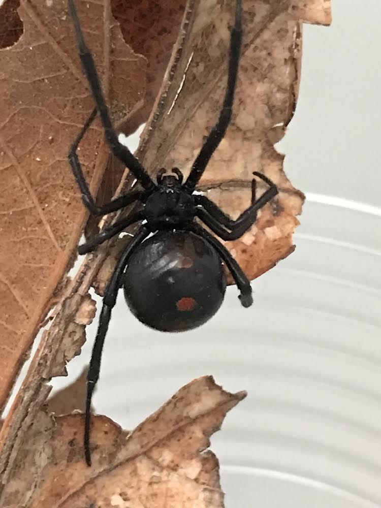 Picture of Latrodectus variolus (Northern Black Widow) - Female - Dorsal