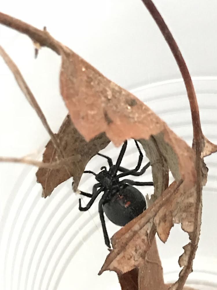 Picture of Latrodectus variolus (Northern Black Widow) - Female - Ventral
