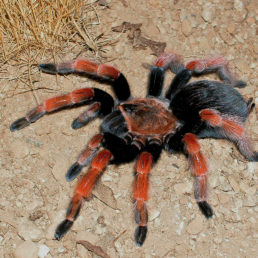 Featured spider picture of Brachypelma boehmei (Mexican Rust-leg Tarantula)
