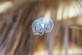 Picture of Argiope spp. (Garden Orb-weavers) - Dorsal,Webs