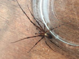 Picture of Meta menardi (European Cave Spider) - Male - Dorsal