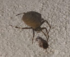 Picture of Araneus gemma - Lateral