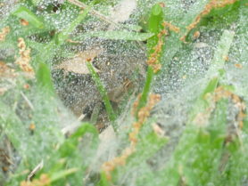 Picture of Agelenopsis spp. (Grass Spiders) - Dorsal,Webs
