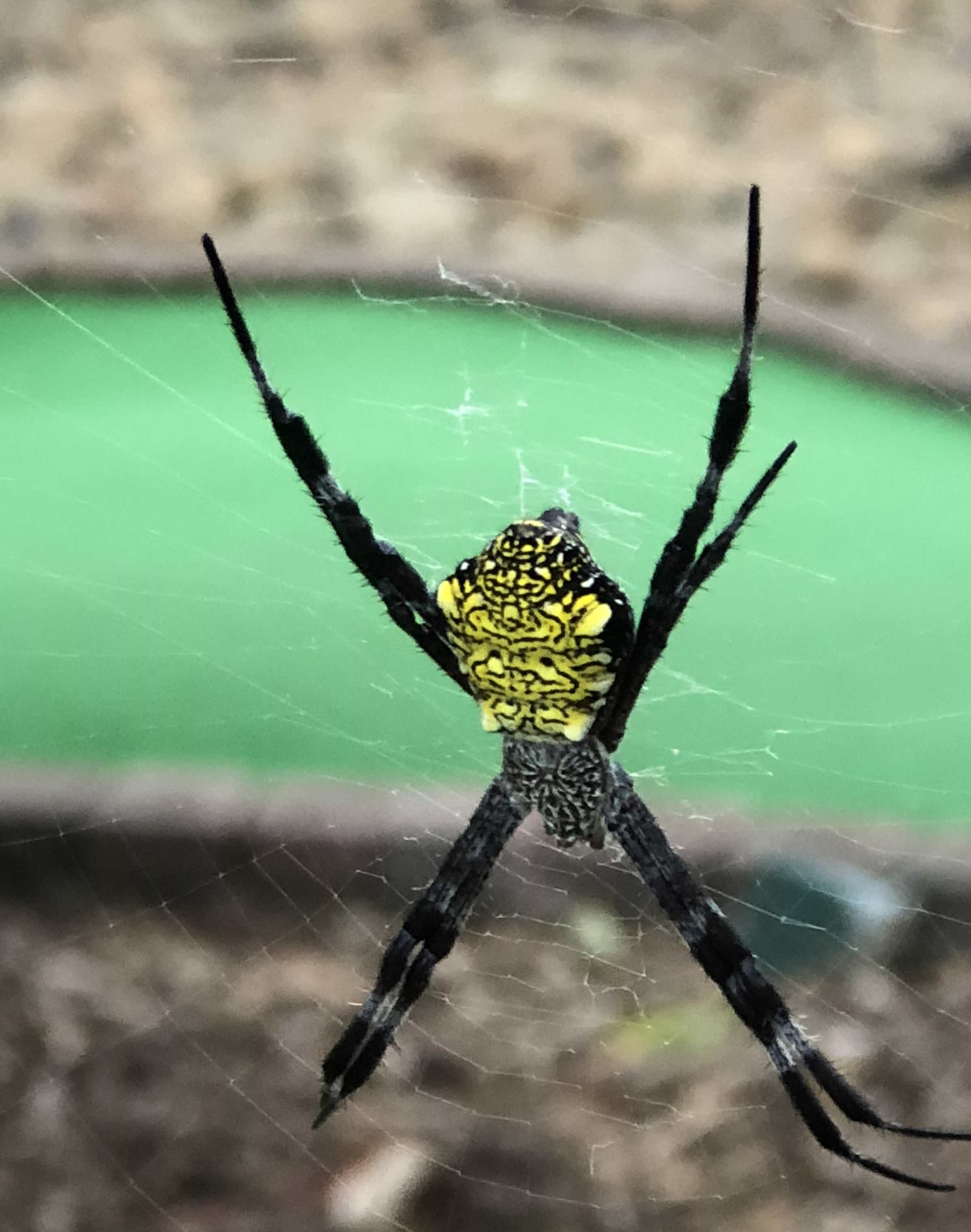 Female Argiope Appensa Hawaiian Garden Spider In Princeville