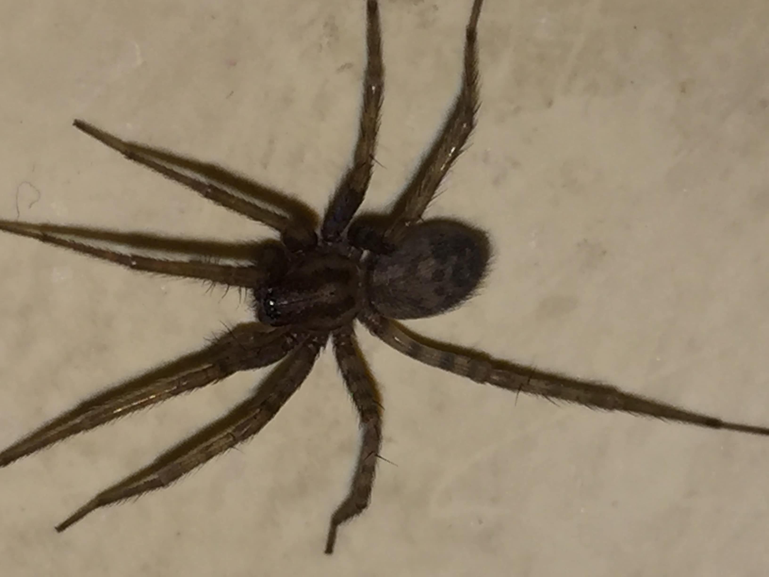 Unidentified Spider In Minnesota United States