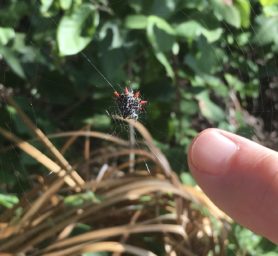 Picture of Gasteracantha cancriformis (Spiny-backed Orb-weaver) - Ventral,Webs