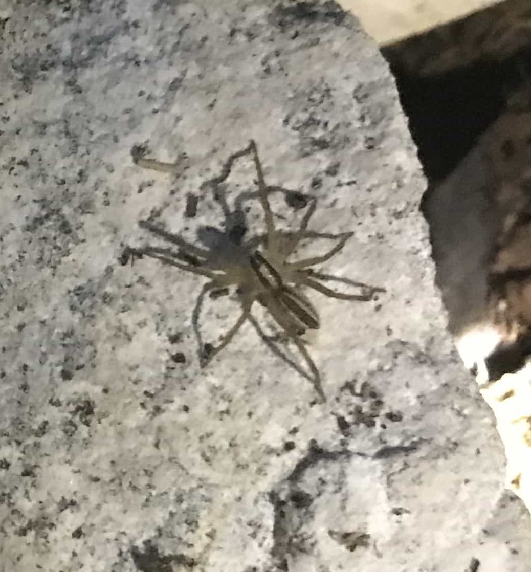 Picture of Rabidosa punctulata (Dotted Wolf Spider) - Dorsal