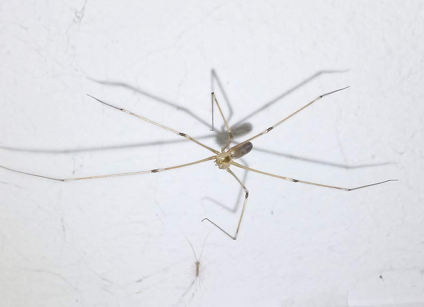 long bodied cellar spider biome