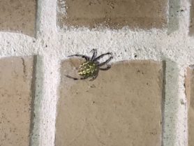 Picture of Neoscona oaxacensis (Western Spotted Orb-weaver) - Dorsal