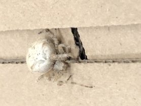 Picture of Araneus gemmoides (Cat-faced Spider) - Dorsal