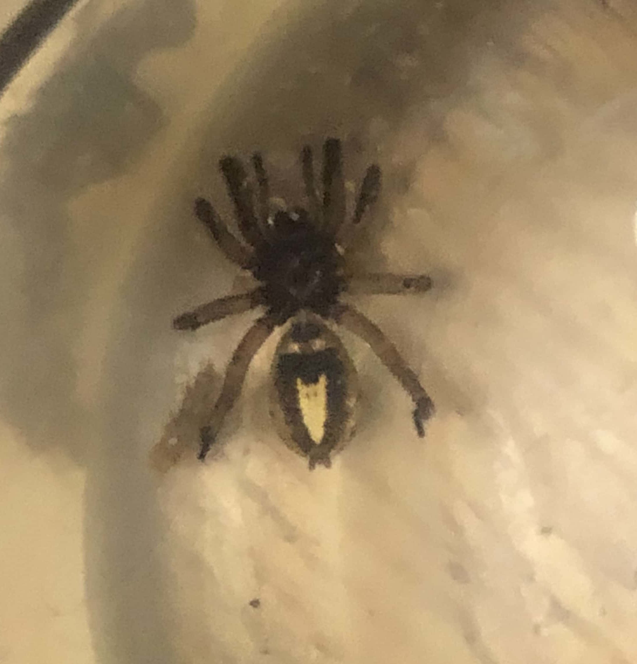 Picture of Schizocosa (Lanceolate Wolf Spiders) - Ventral