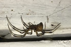 Picture of Latrodectus geometricus (Brown Widow Spider) - Lateral,Webs