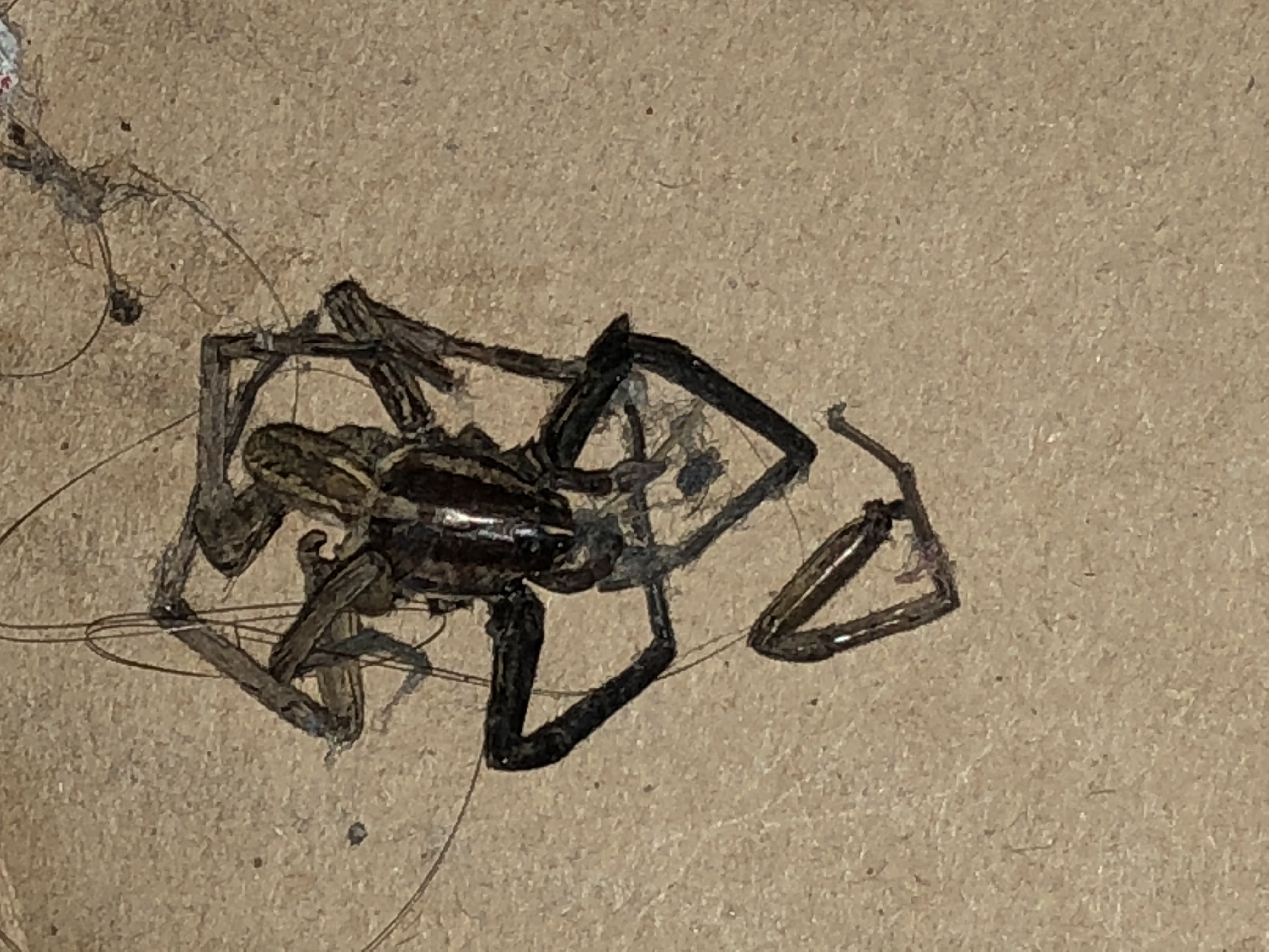 Picture of Rabidosa rabida (Rabid Wolf Spider) - Dorsal