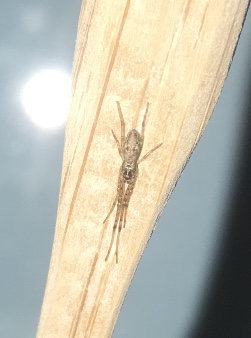 Picture of Tetragnathidae (Long-jawed Orb-weavers) - Dorsal