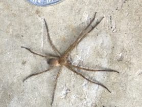 Picture of Pisaurina mira (Nursery Web Spider) - Male - Dorsal