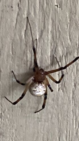Picture of Latrodectus geometricus (Brown Widow Spider)