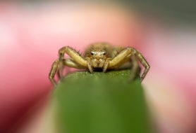 Picture of Thomisidae (Crab Spiders) - Eyes