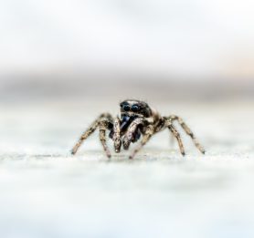 Picture of Salticus scenicus (Zebra Jumper) - Male - Eyes