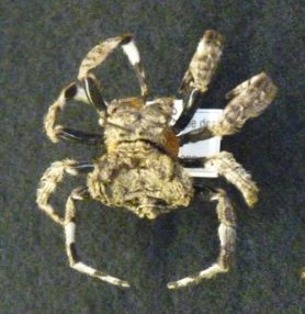 Picture of Caerostris spp. (Bark Spiders) - Dorsal