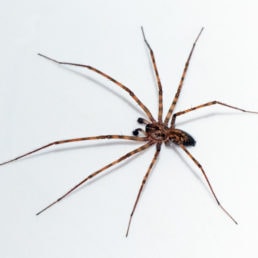 Featured spider picture of Calymmaria emertoni