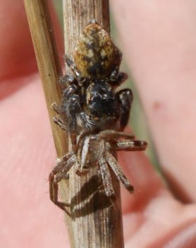 Picture of Carrhotus xanthogramma - Female - Dorsal,Prey