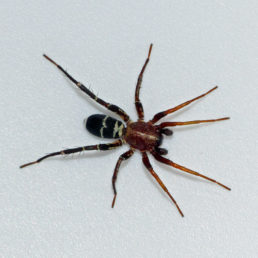 Featured spider picture of Castianeira longipalpa