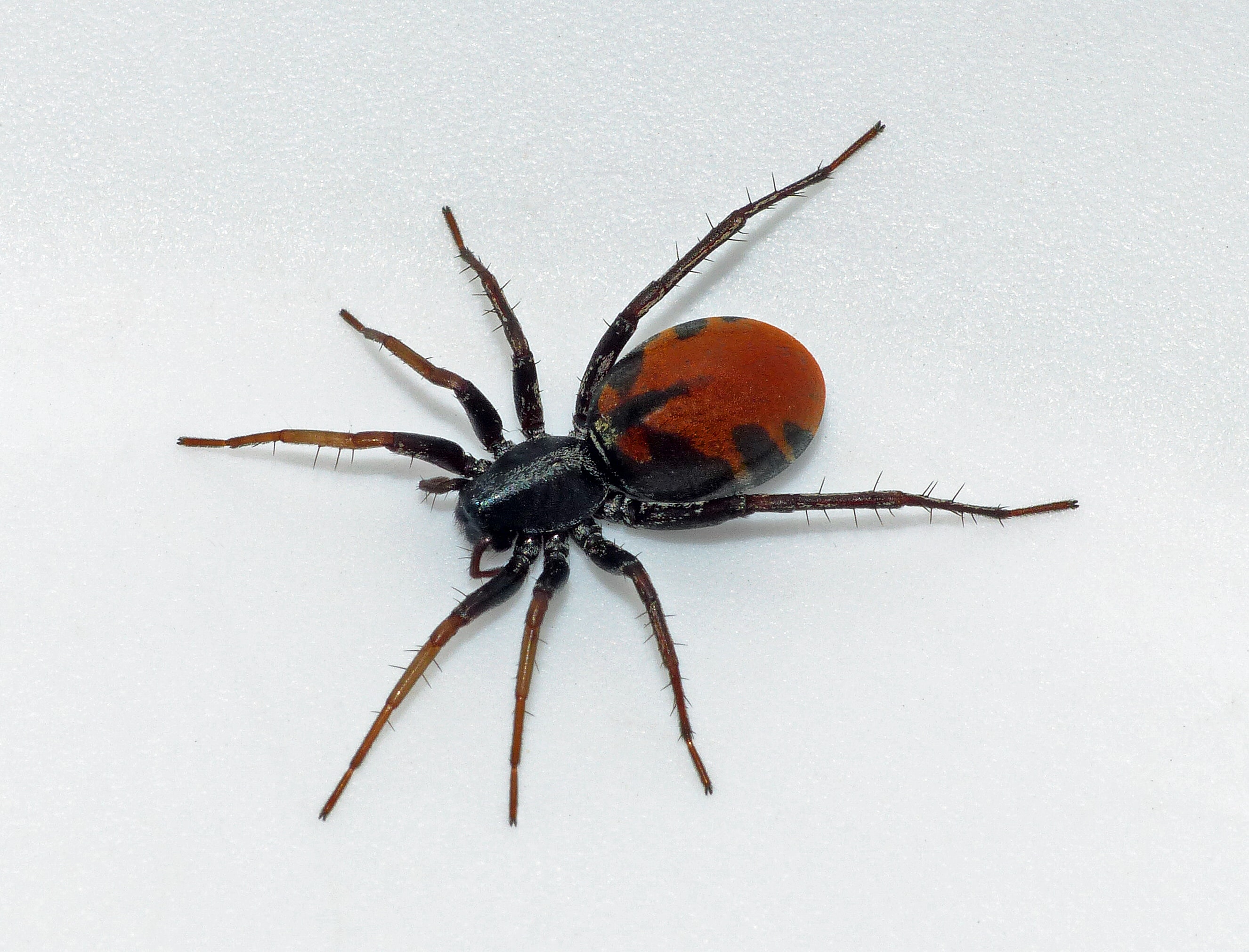 Picture of Castianeira walsinghami - Female - Dorsal