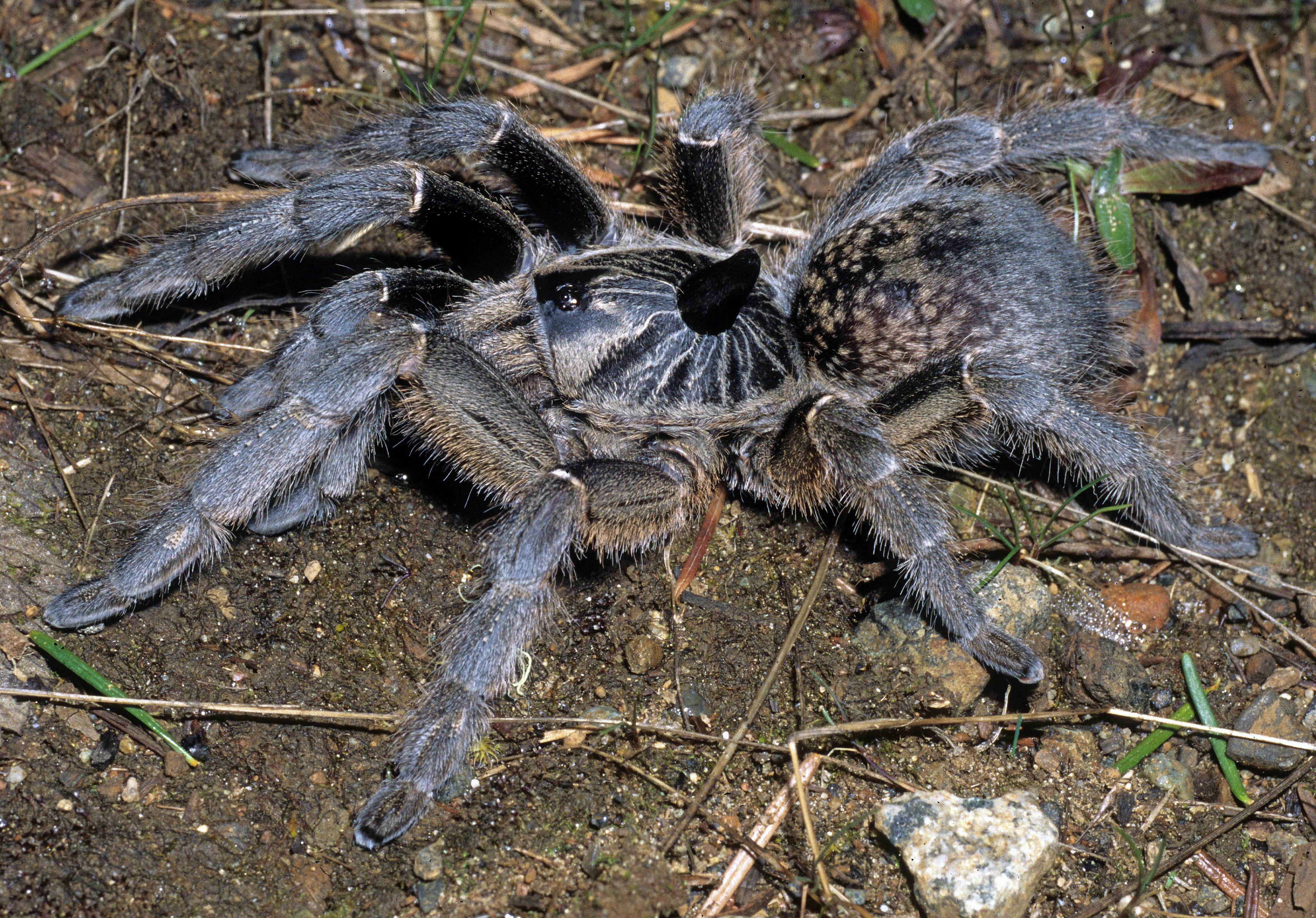 Picture of Ceratogyrus marshalli (Great Horned Baboon Spider) - Female - Dorsal