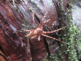 Picture of Cladycnis insignis - Female - Dorsal