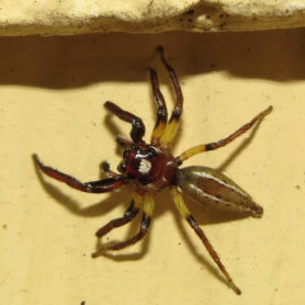 Picture of Colonus sylvanus (Sylvana Jumping Spider) - Dorsal