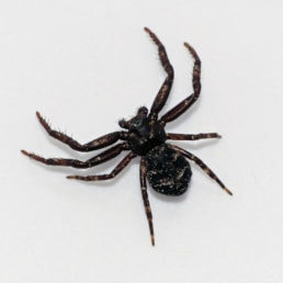 Featured spider picture of Coriarachne brunneipes