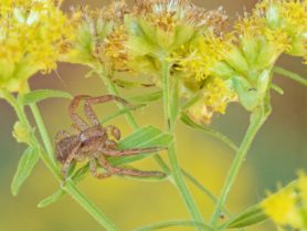 Picture of Xysticus spp. (Ground Crab Spiders) - Male - Lateral