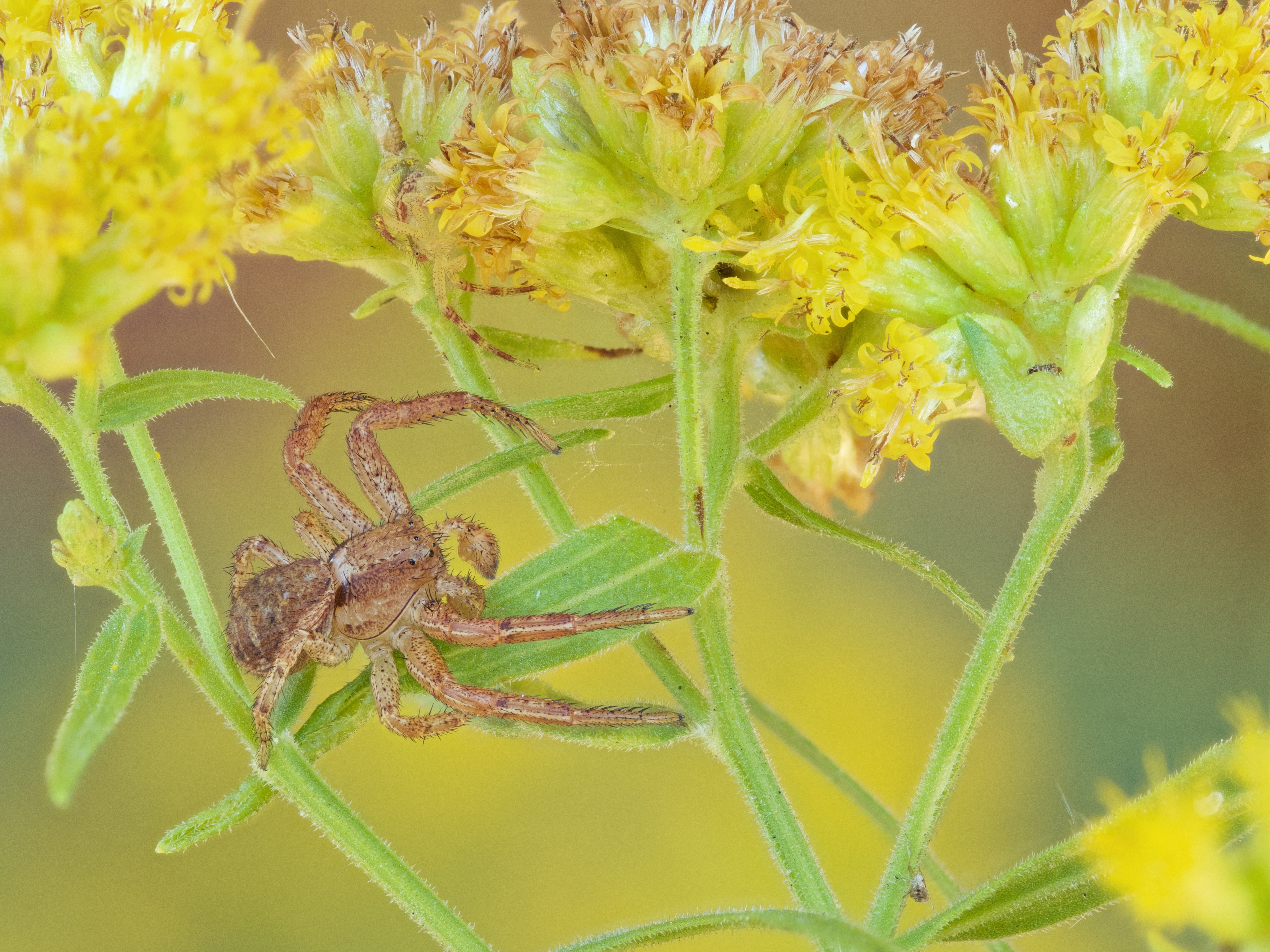 Picture of Xysticus (Ground Crab Spiders) - Male - Lateral