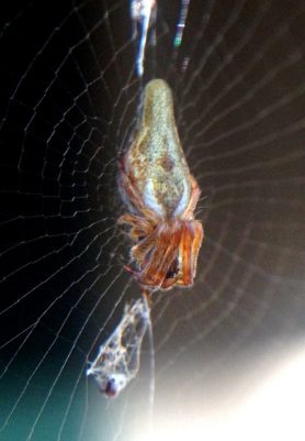 Picture of Cyclosa conica - Female - Dorsal,Webs