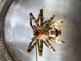 Picture of Dolomedes spp. (Fishing Spiders) - Female - Dorsal
