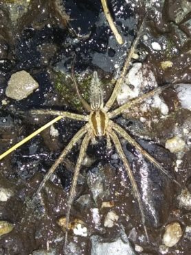 Picture of Agelenopsis spp. (Grass Spiders) - Male - Dorsal