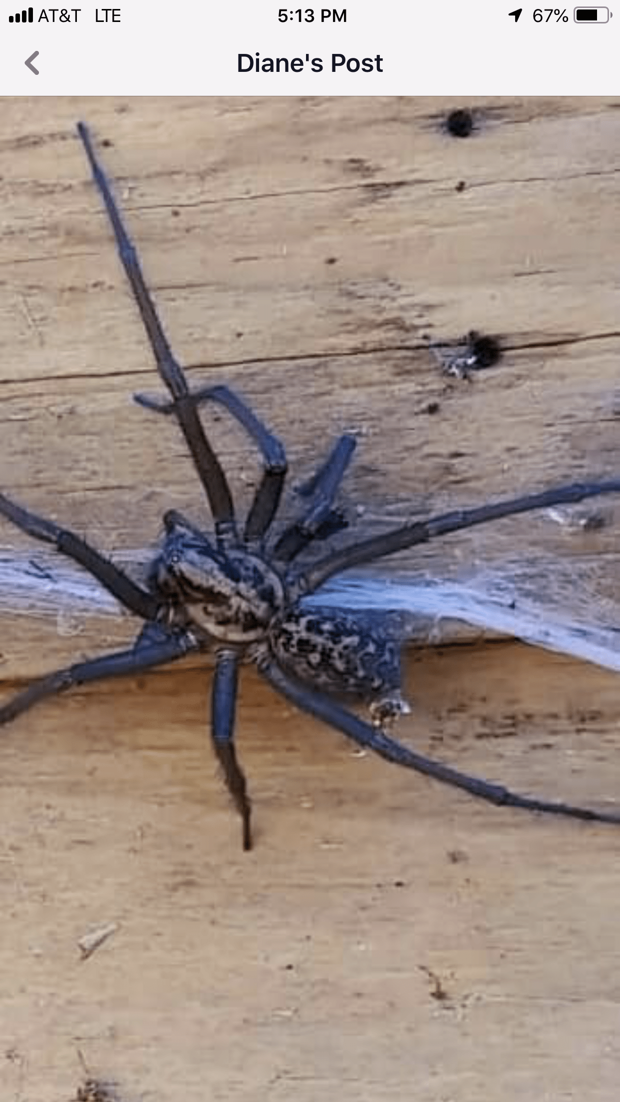 Picture of Eratigena duellica (Giant House Spider) - Dorsal