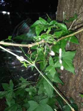 Picture of Mecynogea lemniscata (Basilica Orb-weaver) - Egg sacs,Webs