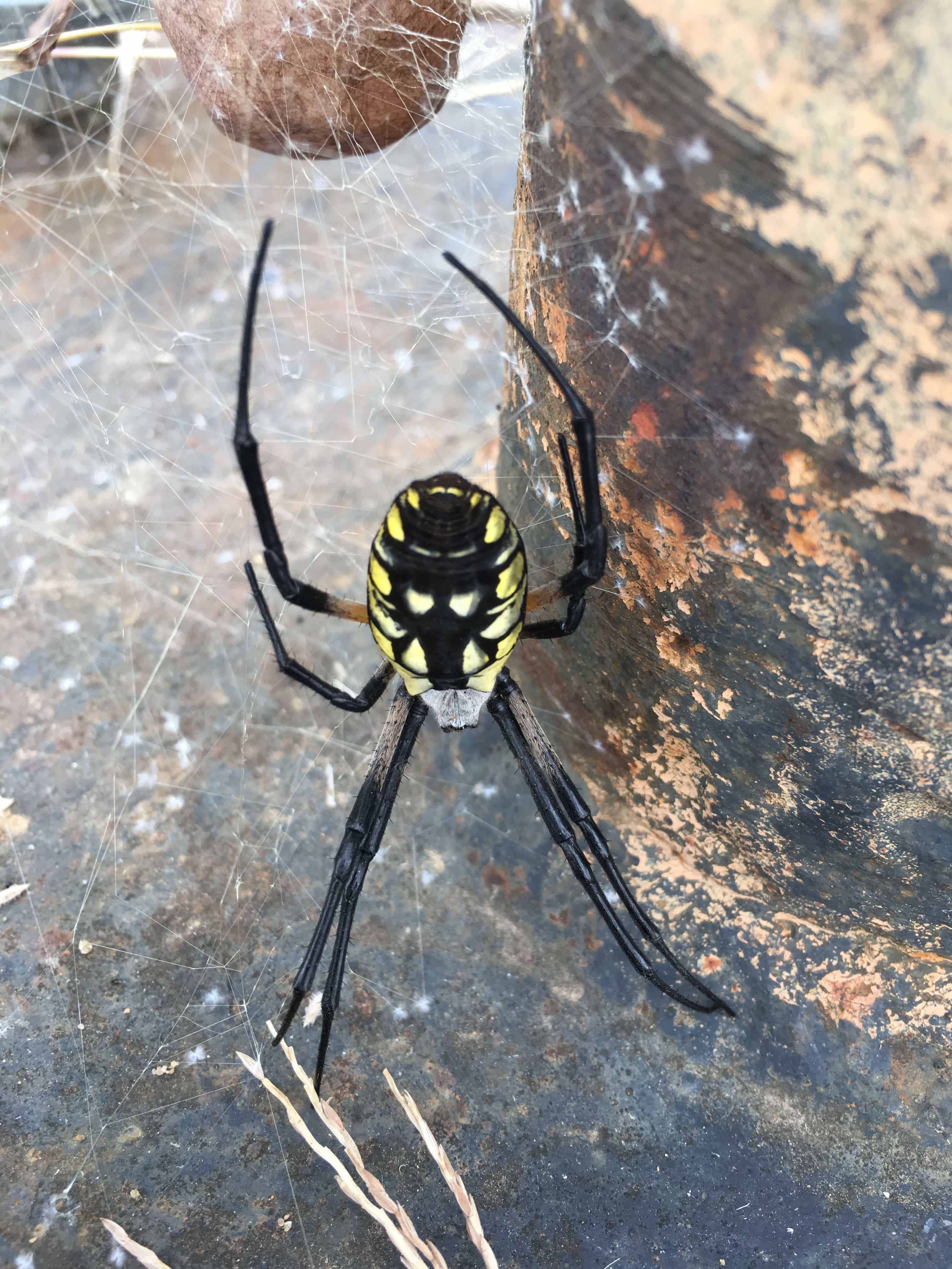 Picture of Argiope aurantia (Black and Yellow Garden Spider) - Female - Dorsal,Egg sacs,Webs