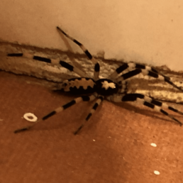 Featured spider picture of Ceryerda cursitans (Prowling Inland Spider)