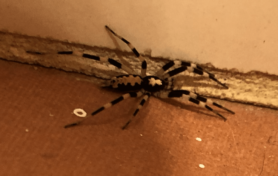 Picture of Ceryerda cursitans (Prowling Inland Spider) - Dorsal