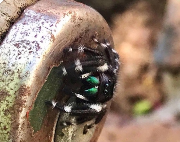 Picture of Phidippus - Eyes
