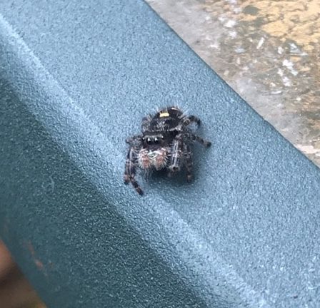 Picture of Phidippus audax (Bold Jumper) - Dorsal,Eyes