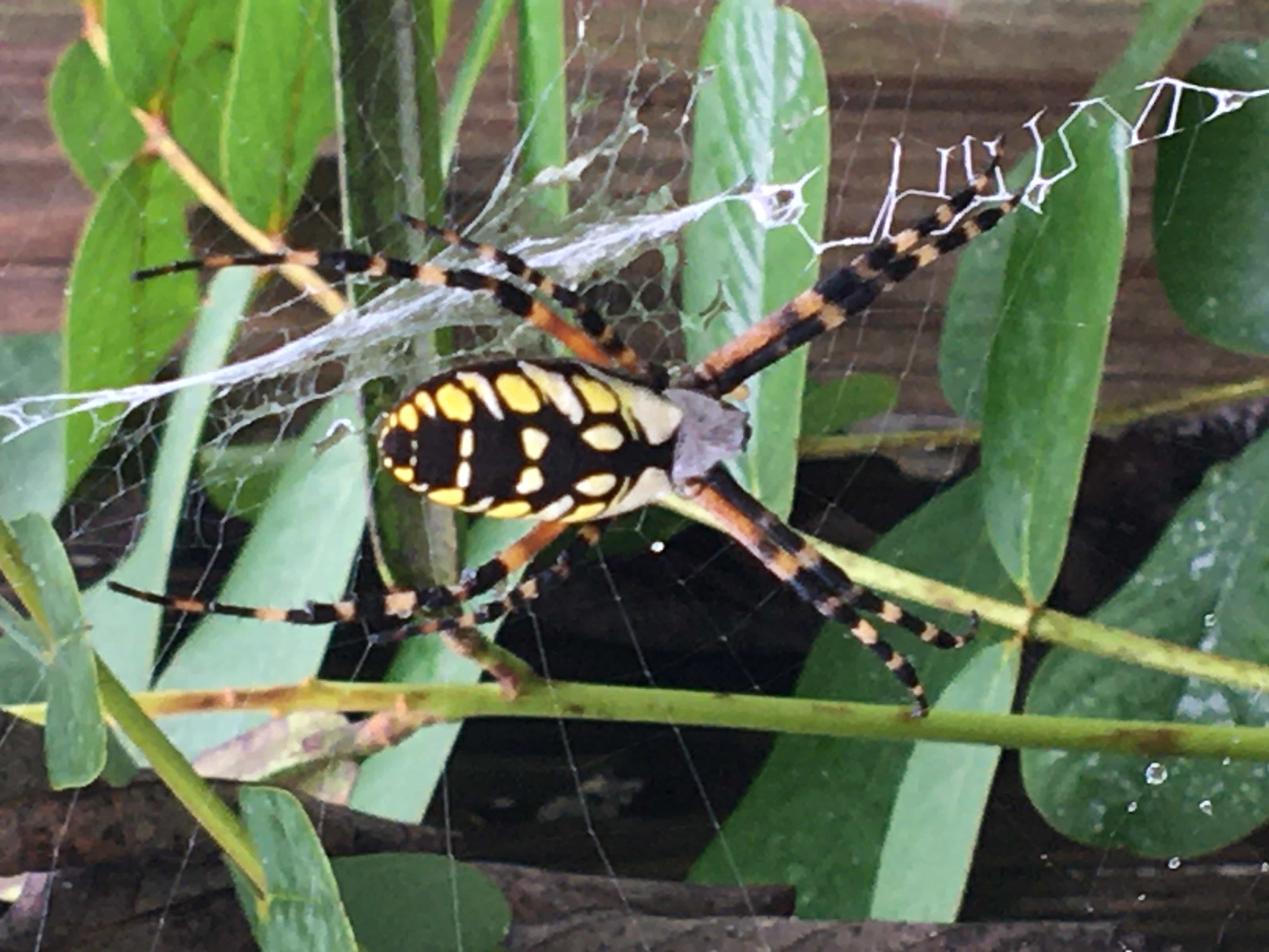 Unidentified spider in Belleview , Florida United States