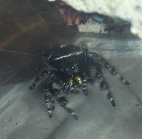 Picture of Phidippus audax (Bold Jumper) - Eyes